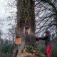 abattage-arbre-76.jpg