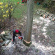 abattage-arbre-normandie.jpg