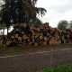 abattage-arbre-rouen.jpg