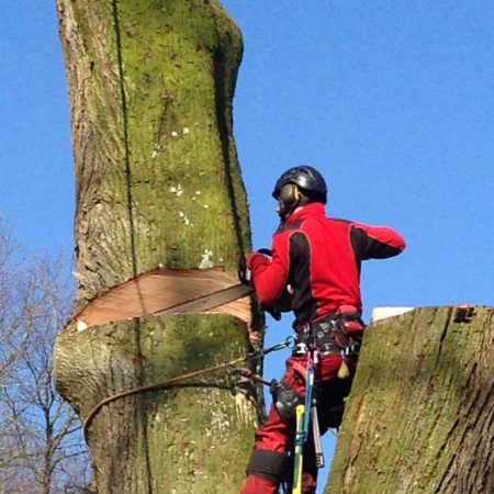 demontage-arbre-76.jpg