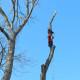 demontage-arbre-dieppe.jpg