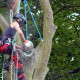 demontage-arbre-seine-maritime.jpg
