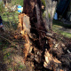 arbre-malade-normandie.jpg
