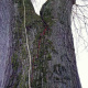arbre-malade-seine-maritime.jpg