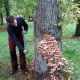 champignons-arbre-normandie.jpg