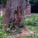 pourrissement-arbre-normandie.jpg