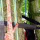 haubanage-arbre-76.jpg