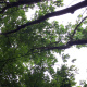haubanage-arbre-rouen.jpg