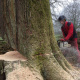 demontage-arbre-dieppe-0007.jpg