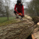 demontage-arbre-dieppe-0008.jpg