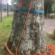 Abattages-d-urgence-d-arbres-dangereux-05.jpg