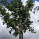 Abattages-d-urgence-d-arbres-dangereux-07.jpg