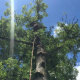 Abattages-d-urgence-d-arbres-dangereux-08.jpg