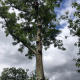 Abattages-d-urgence-d-arbres-dangereux-09.jpg