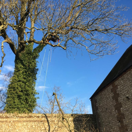 Demontage-d-un-arbre-a-Lanquetot-01.jpg