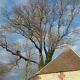 Demontage-d-un-arbre-a-Lanquetot-02.jpg