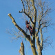 Demontage-d-un-arbre-a-Lanquetot-03.jpg