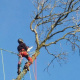 Demontage-d-un-arbre-a-Lanquetot-04.jpg