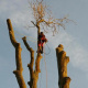 Demontage-d-un-arbre-a-Lanquetot-06.jpg
