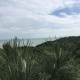 elagage-arbre-varengeville-sur-mer-02.jpg