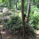 elagage-arbre-varengeville-sur-mer-03.jpg