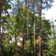 elagage-arbre-varengeville-sur-mer-04.jpg