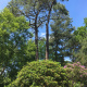 elagage-arbre-varengeville-sur-mer-05.jpg