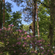 elagage-arbre-varengeville-sur-mer-06.jpg