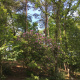 elagage-arbre-varengeville-sur-mer-07.jpg