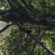 haubanage-arbre-05.jpg