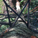 haubanage-arbre-07.jpg
