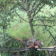 haubanage-arbre-09.jpg