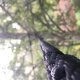haubanage-arbre-10.jpg