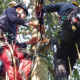 haubanage-arbre-11.jpg