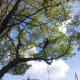 Tailles-et-soins-aux-arbres-a-Luneray-00.jpg