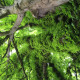 Tailles-et-soins-aux-arbres-a-Luneray-01.jpg
