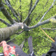 Tailles-et-soins-aux-arbres-a-Luneray-02.jpg