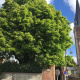 Tailles-et-soins-aux-arbres-a-Luneray-04.jpg