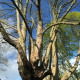Tailles-et-soins-aux-arbres-a-Luneray-07.jpg