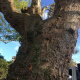Tailles-et-soins-aux-arbres-a-Luneray-08.jpg