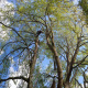 Tailles-et-soins-aux-arbres-a-Luneray-09.jpg