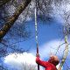 taille-arbre-76.jpg