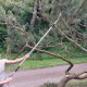 taille-de-formation-arbre.jpg
