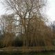 taille-eclaircie-01.jpg